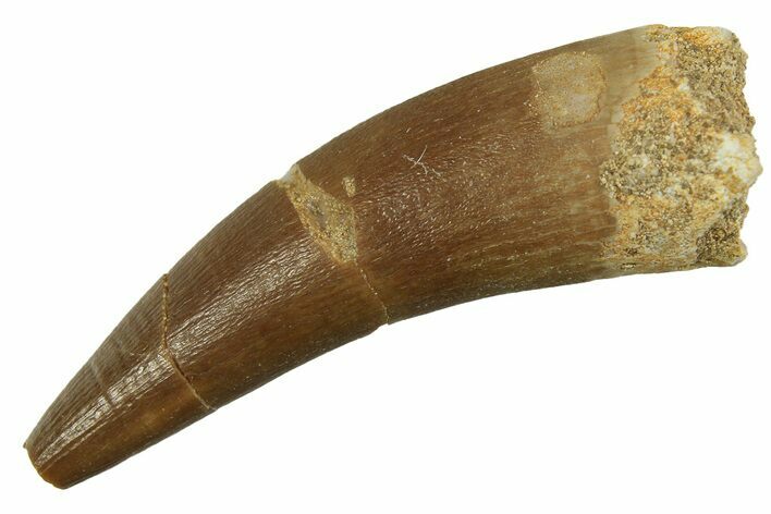 Bargain Fossil Plesiosaur (Zarafasaura) Tooth - Morocco #298331